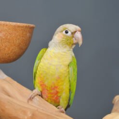 CONURE PARROTS