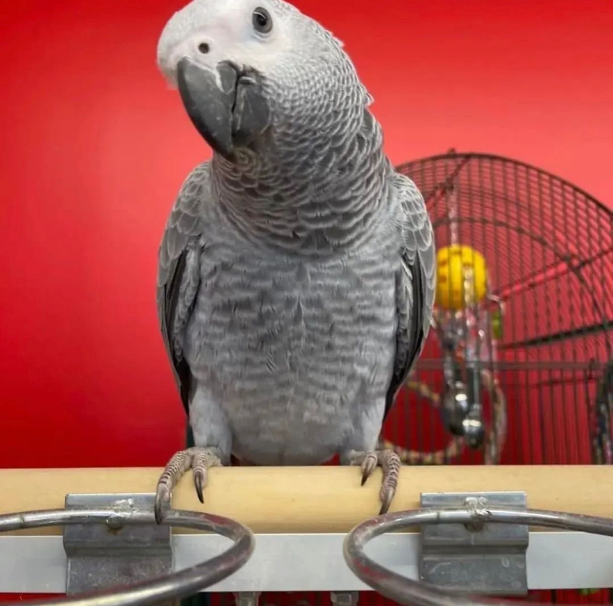 MAX - African grey Congo - Image 2