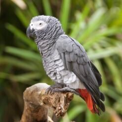 AFRICAN GREY PARROTS