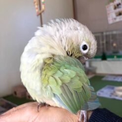 Emy - Baby Green Cheek Conure
