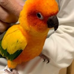 Mandy - baby Sun Conure