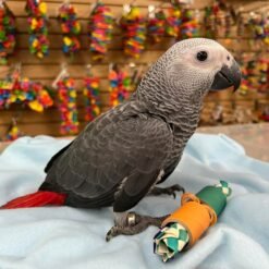 Livia - African grey