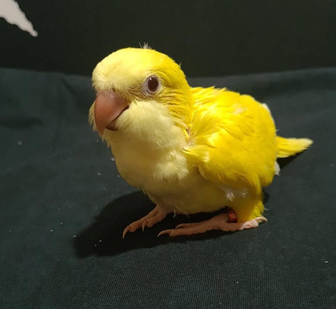 Angel - Baby Yellow Quaker Parrot