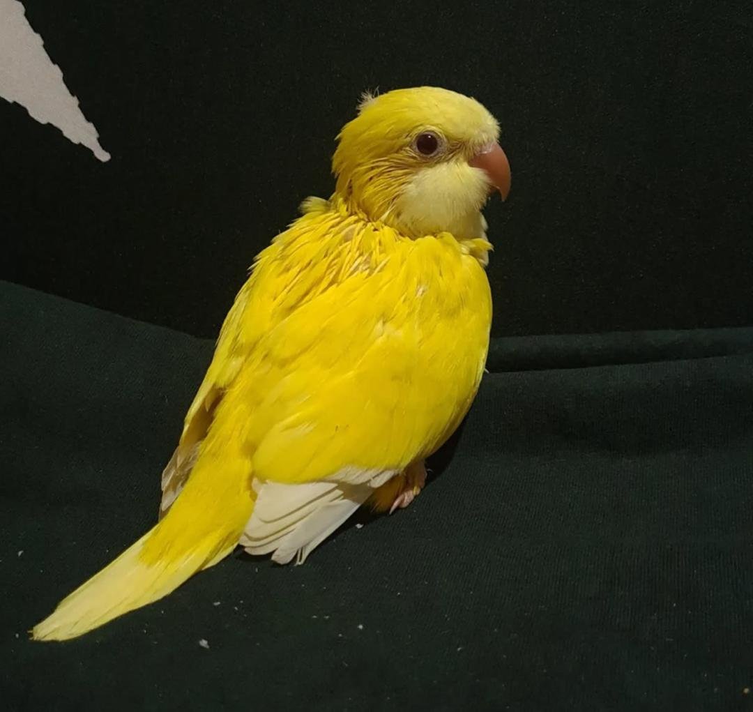 Angel - Baby Yellow Quaker Parrot - Image 4