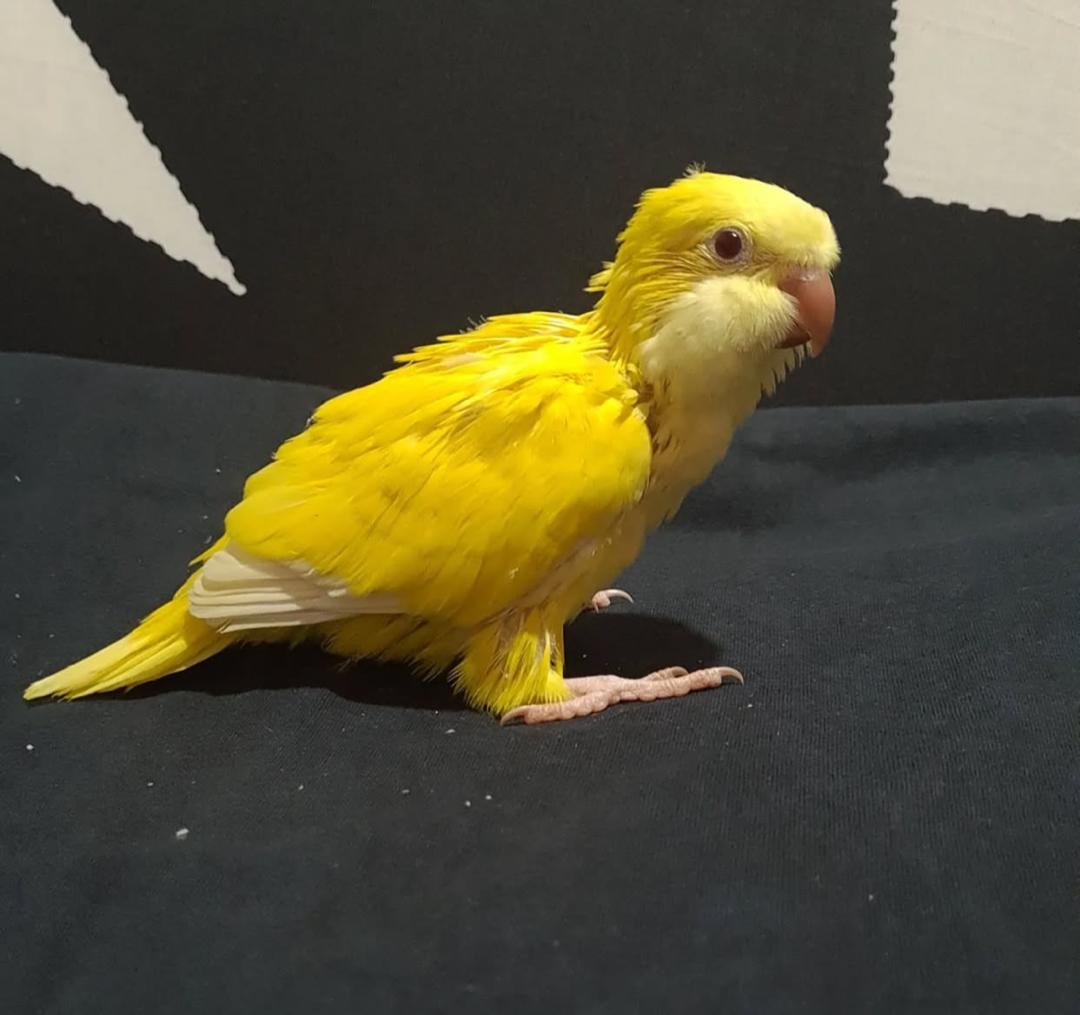 Angel - Baby Yellow Quaker Parrot - Image 3